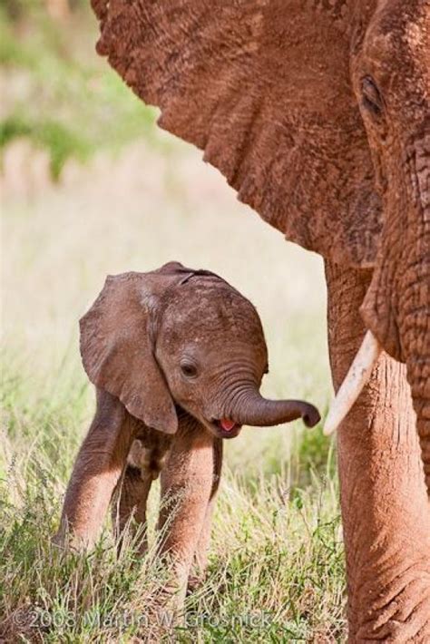 Newborn African Elephant And Mother Cute Pinterest