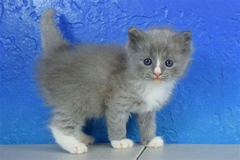 Furby Blue Mitted Solid With A Blaze Male Ragdoll Kitten Kittens
