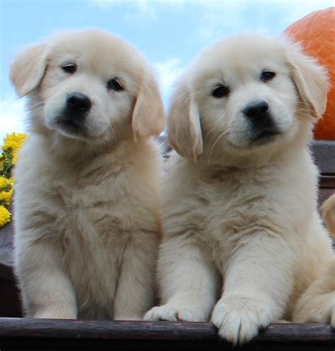 Smart, loving, loyal and loves children and other animals. NewEnglandGoldens.com