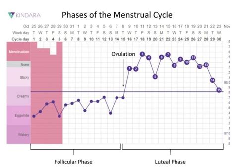 female fertility 101 hormones cycle tracking and getting to know your body