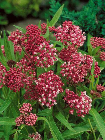 Despite its love of wet soils, due to its long taproot. Soulmate Swamp Milkweed | Swamp milkweed, Container ...