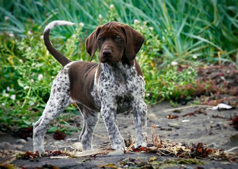 So if your puppy is two months old, they can hold it for about two hours. German shorthaired pointer | Such a cute puppy. About 4-5 ...