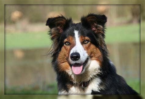 Partout dans le monde, ce chien de travail seconde les agriculteurs dans la conduite du bétail, notamment des moutons. Border collie tricolore saddleback - border collie mon élevage