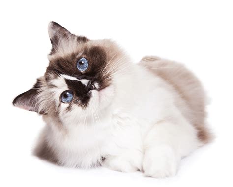 Several factors that would affect the cost would be: Ragdoll Breeders Australia | Ragdoll Info & kittens