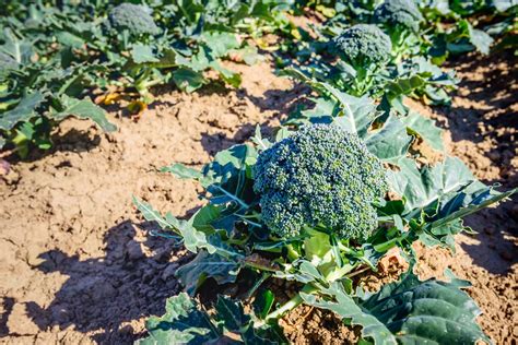 How To Grow Broccoli Calabrese Uk