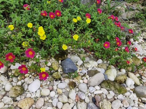 morman Puno major flori de piatra cluj Promova Etapă Marcat