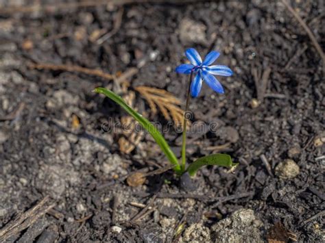 Little Blue Flower Is Showing Beauty Stock Photo Image Of Seedling