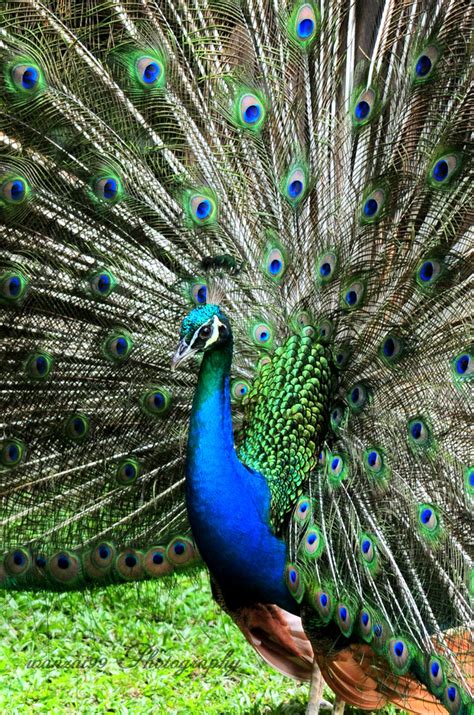 Menurutnya, burung merak itu kemungkinan dilepas orang. wanzai99 PHOTOGRAPHY: Burung Merak