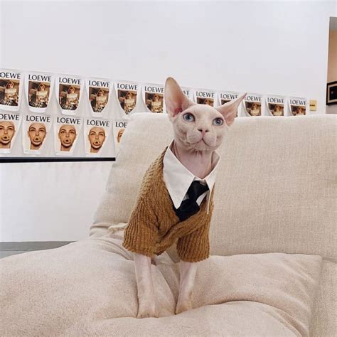 Sweaters For Cats Hairless Cats Wearing Sweaters Sweater With Kittens