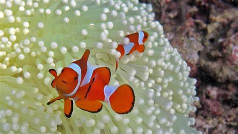 Clownfish Laying Eggs