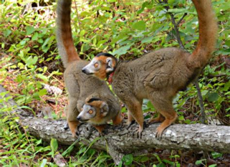 Crowned Lemur Duke Lemur Center