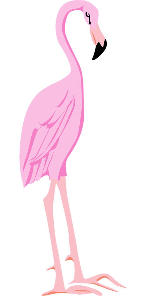 Pink Flamingo Bird Vector Clipart Transparent Png Png Mart