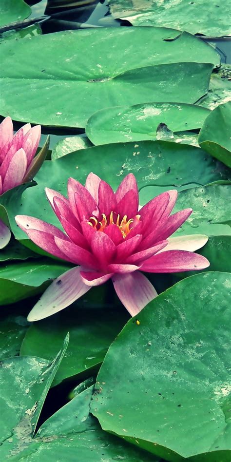 Download 1080x2160 Wallpaper Pink Flowers Bloom Water Lily Leaf