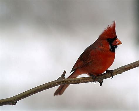 Red Cardinal~ohio State Bird By Gaby Swanson Photography Redbubble