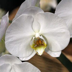 Orchids do not require much. Phalaenopsis Orchids Care - Nurseries Online Australia