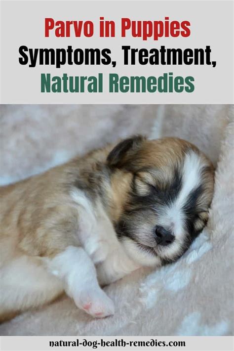 Parvo In Puppies Symptoms Treatment And Prevention