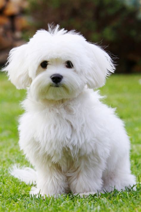 Small Maltese White Dogs