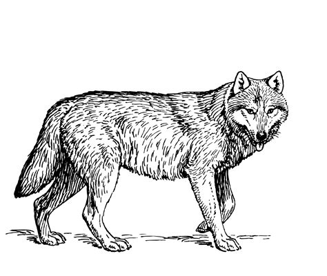 Friendly Wolf Clipart In Black