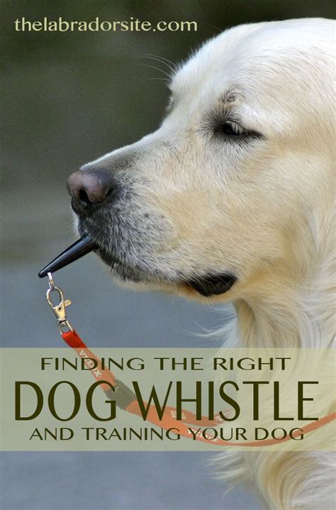 Another fun app to train your dog using whistling sounds. Dog whistles: Should you Buy, Which is Best, & How to Train