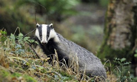 Anger As Badger Cull Starts Again Daily Mail Online