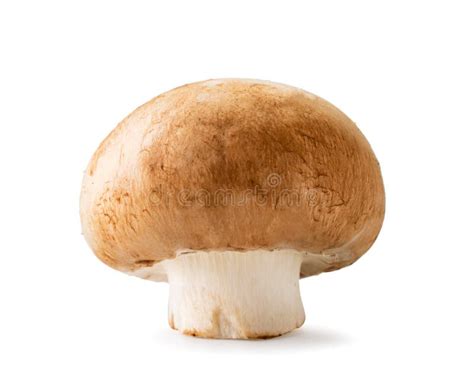 One Mushroom Champignon Closeup On A White Isolated Stock Photo