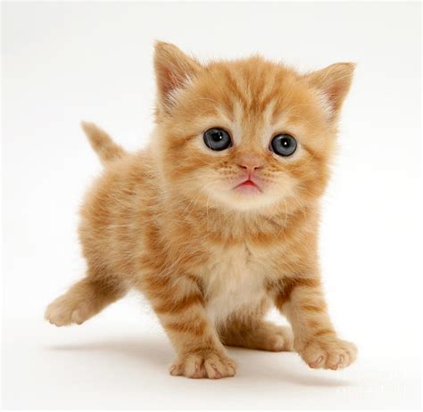 British shorthair kittens are active, but their energy tends to snuggle down as they mature. British Shorthair Red Tabby Kitten Photograph