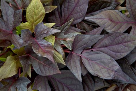 It also naturalizes in deciduous woods as a ground cover in rocky, shaded areas. Ipomoea Sweet Georgia ® - Green Fuse Botanicals Inc.