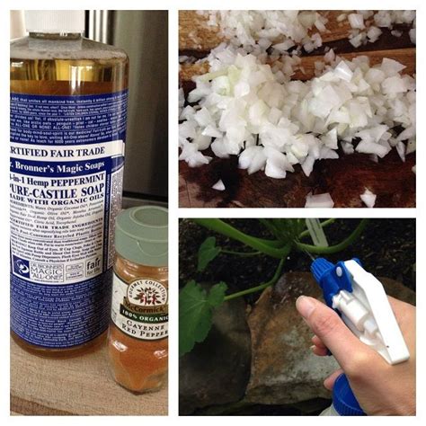 Check out www.estore.com.sg for diy bed bug pest control solutions. Finally, a DIY pesticide for the home garden! Only 4 ...