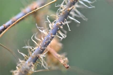 Oleandra Sibbaldii Ferns And Lycophytes Of The World