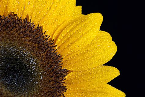 Yellow Sunflower Sunflower Drops Petals Hd Wallpaper Wallpaper Flare