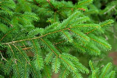 The Difference Between Evergreens And Conifers