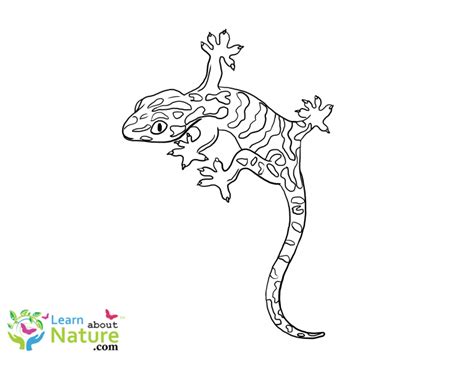 Gecko Coloring Pages Archives Learn About Nature