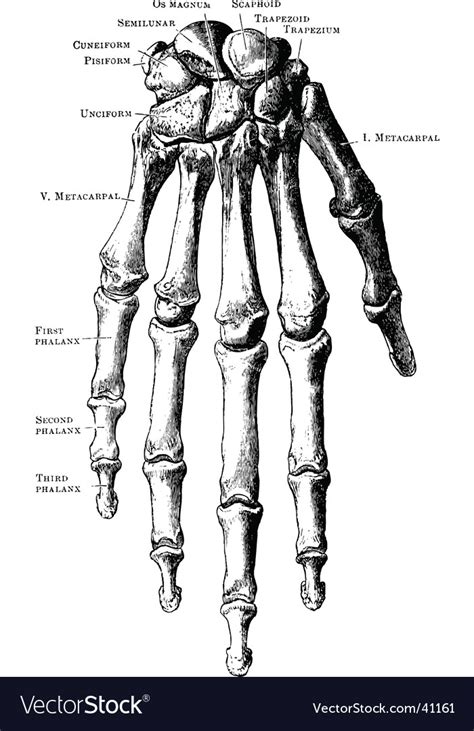 How to draw a skeleton. Vintage hand skeleton Royalty Free Vector Image