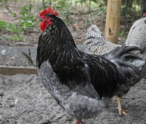 Barred plymouth blue rock chicken. Blue chickens thread - Page 23