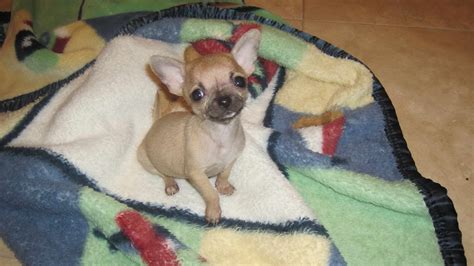 Chihuahua Puppies For Sale In Knoxville Tn Petsidi