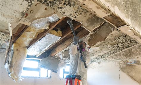 Mold Remediation And Removal Services For Residential Properties