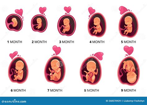 Embryo Month Stage Growth Fetal Development Vector Flat Infographic