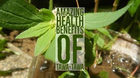 14 Amazing Health Benefits Of Tawa Tawa