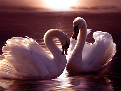 Two White Swans Pair Hd Wallpaper : Wallpapers13.com