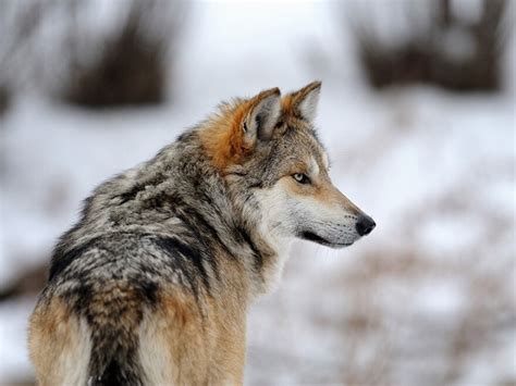 Endangered Mexican Gray Wolf Found Dead In Arizona