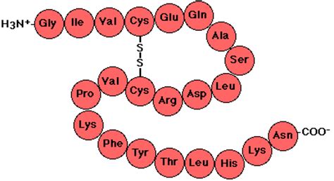 This primary structure is usually shown using abbreviations for the amino acid residues. Protein Structures: Primary, Secondary, Tertiary ...