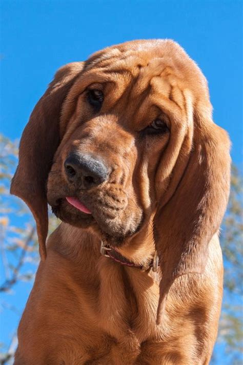 We did not find results for: 20 Large Dog Breeds — The Best Big Dogs for Your Family