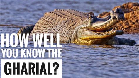 Gharial Description Characteristics And Facts Youtube