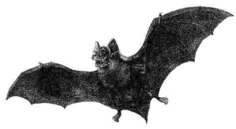 Tumblr is a place to express yourself, discover yourself, and bond over halloween decor. Antique Images: Free Halloween Graphic: Vintage Vampire ...