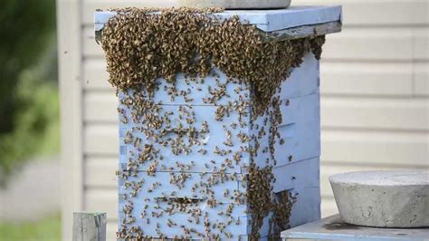 Honey Bees Bearding Outside Hives In High Heat Youtube