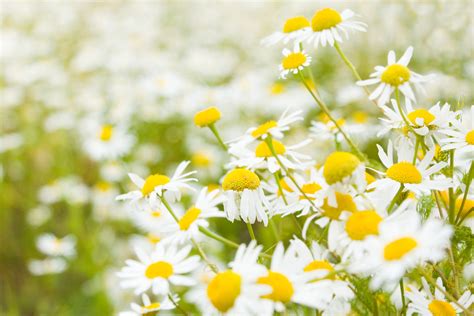 Our team are happy to help. Flores Chamomillae - Chamomile flowers - Camomille - Lule ...