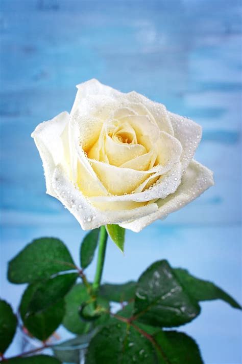 Pure White Rose With Water Drops Stock Image Image Of Love Message