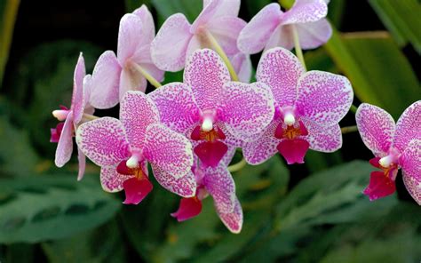 Hoa Phong Lan Orchid Nước Hoa Bốn Mùa Mùi Hương