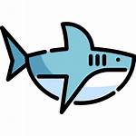 Shark Icon Icons Flaticon