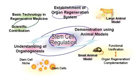 Nakauchi Stem Cell And Organ Regeneration Erato